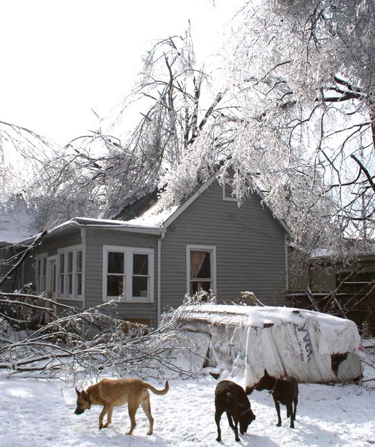 [Dogs+in+back+3.JPG]