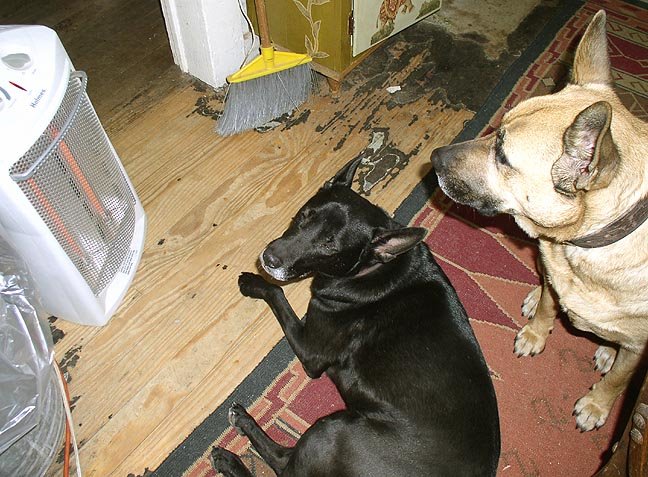 [Dogs+by+heater+2.JPG]