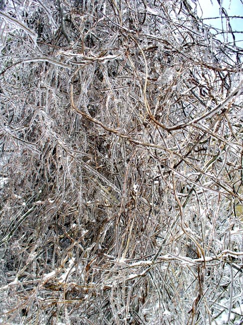 [Frozen+broken+branches.JPG]