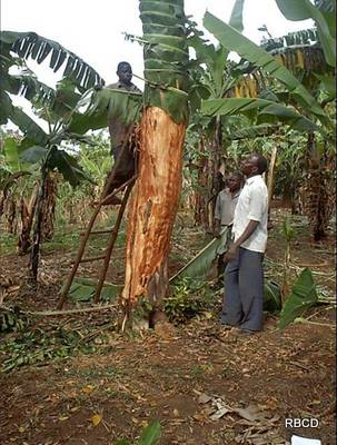 [Tree+protection.jpg]