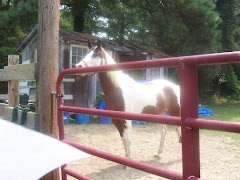 Chincoteague Island Pony