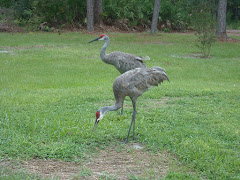 Sandhill Cranes