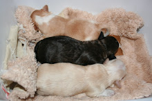 Harly & his brothers @ 6 days old