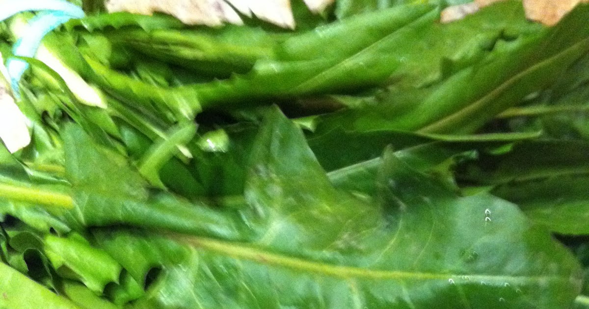 cooking good and easy Chicoria or Dandelion Greens