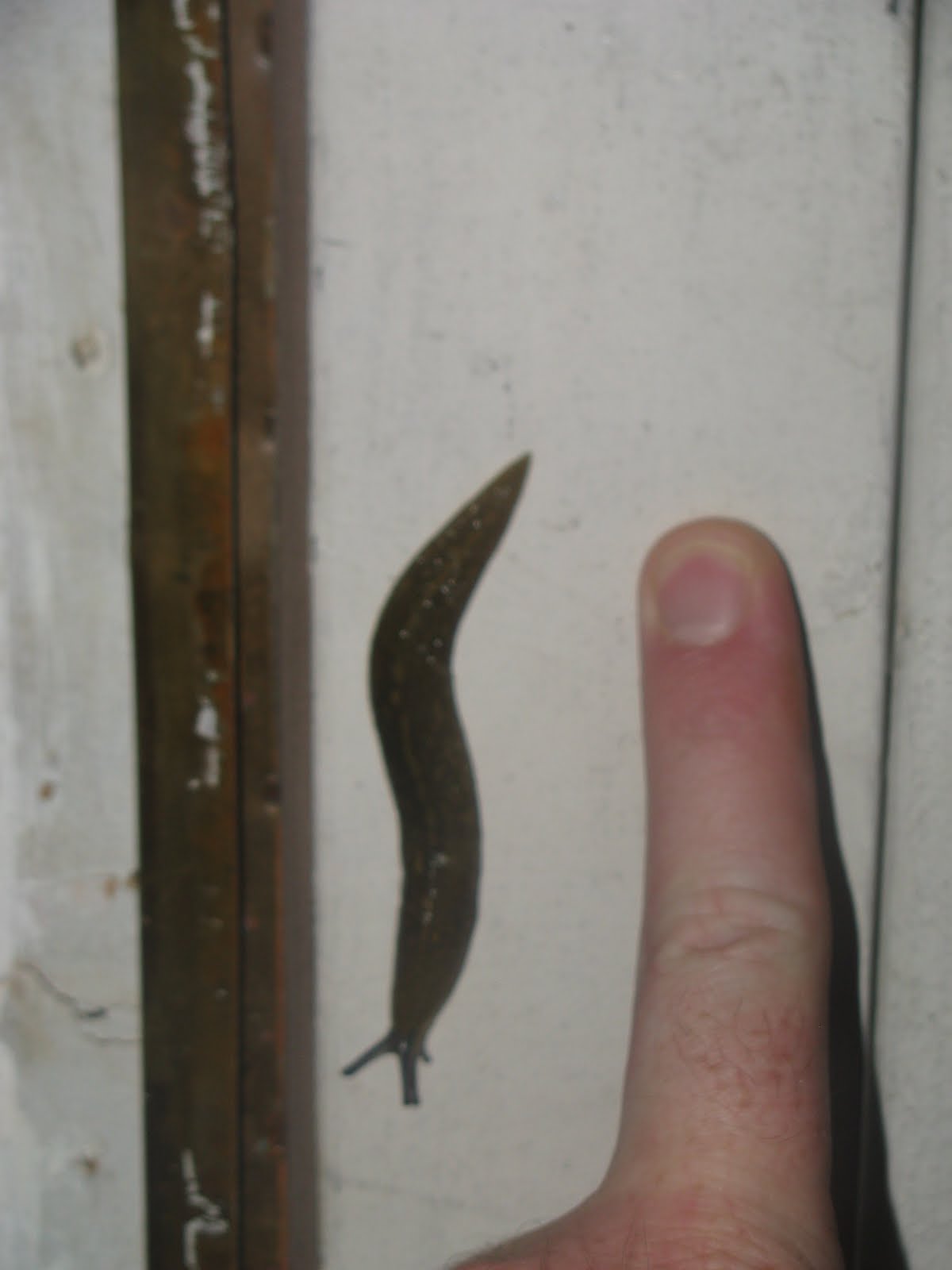 A Year Down Yonder The Largest Slug in the World