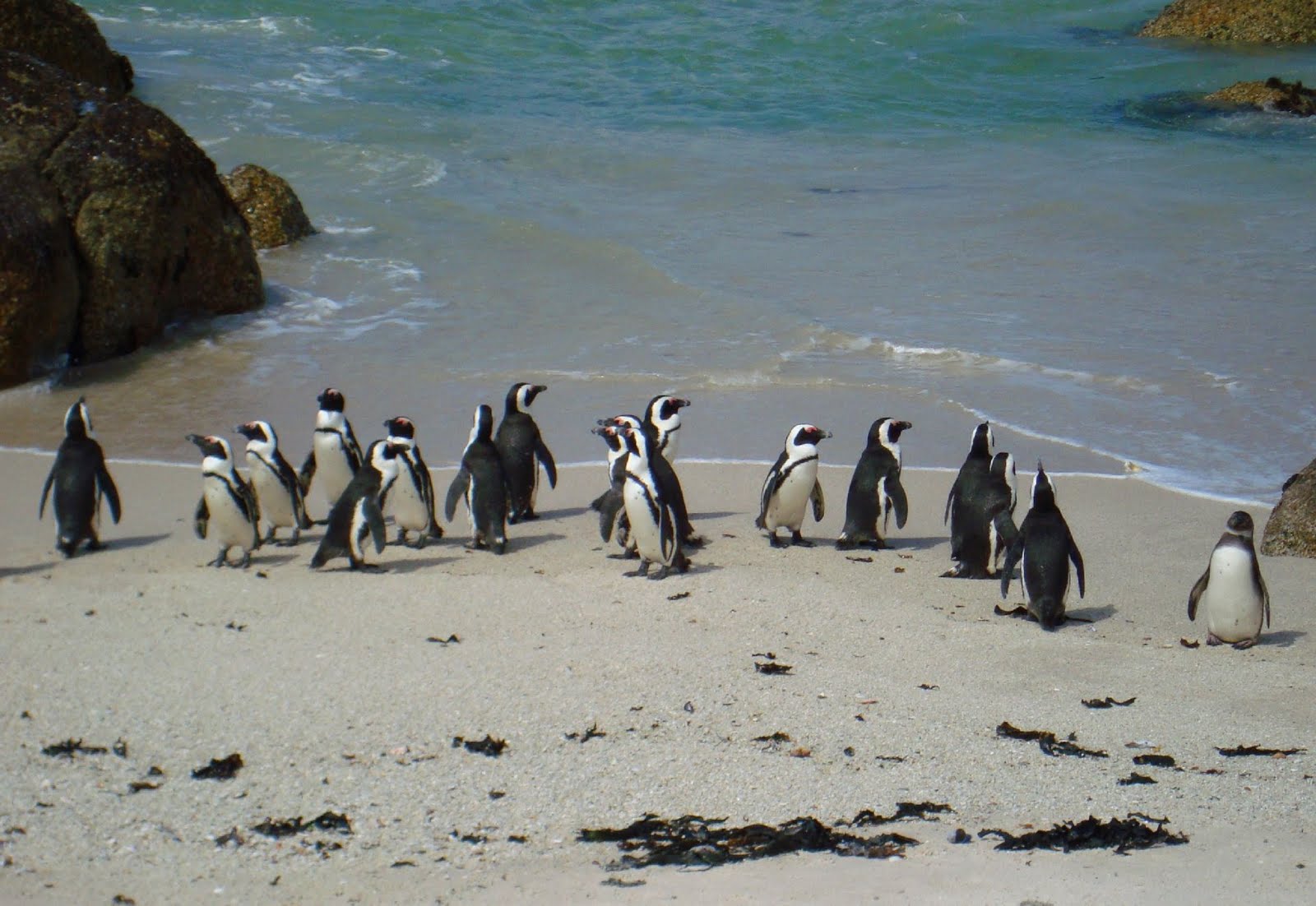 [Penguins+small.jpg]