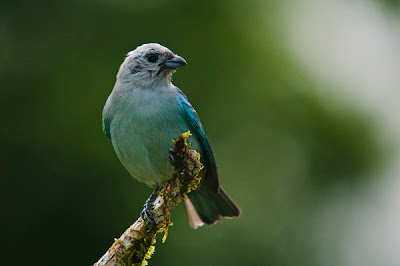 Blue Gray Tanager