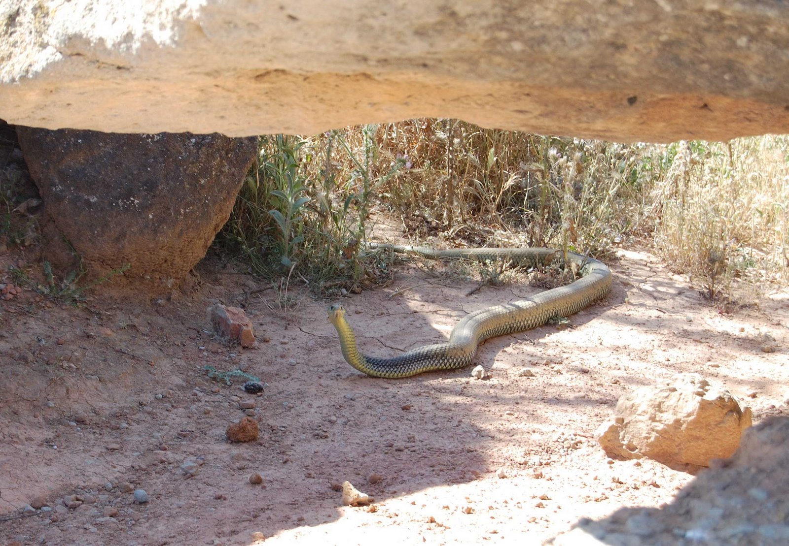 [serpiente1.JPG]