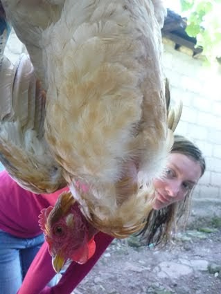 Killing chickens essay 08 image