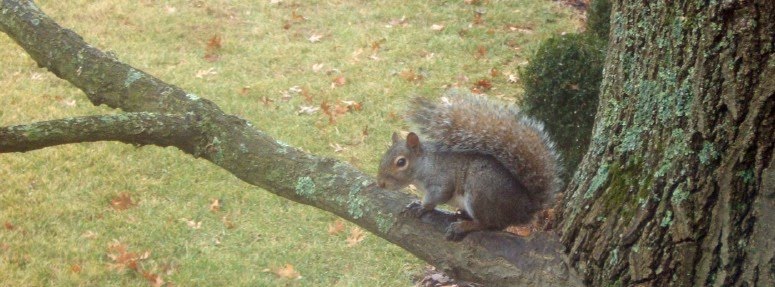 [Squirrel2.jpg]