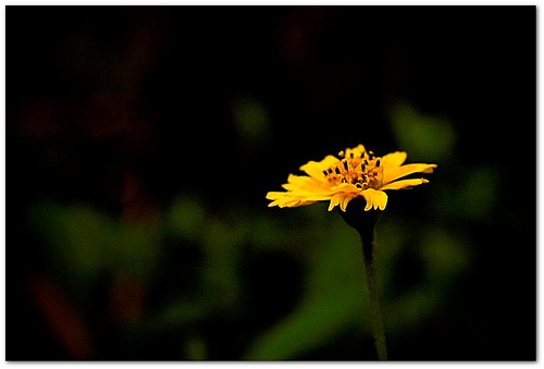 [343261532_98188bdbcb.jpg]