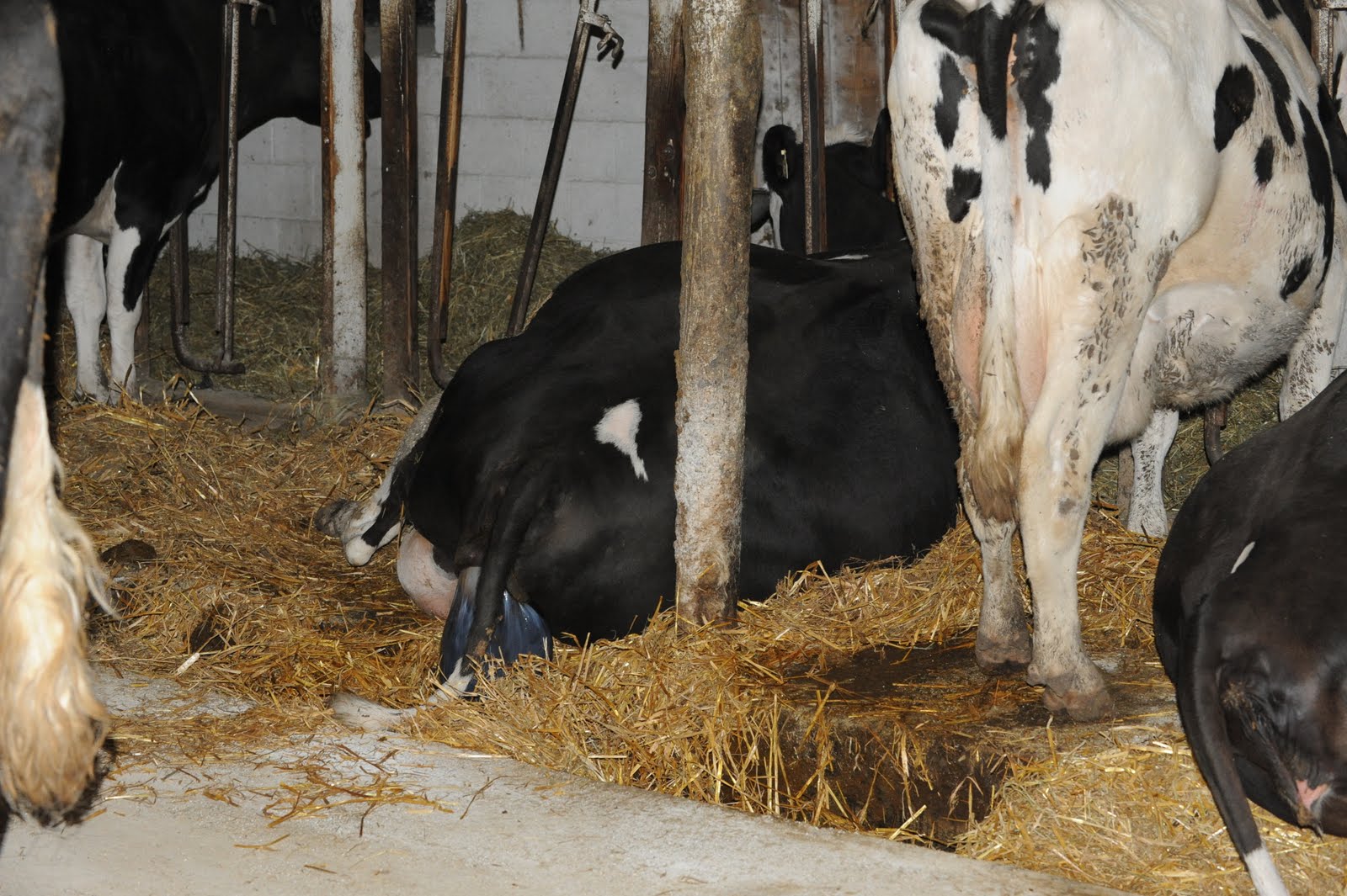 Nature Mom Cow Calving!