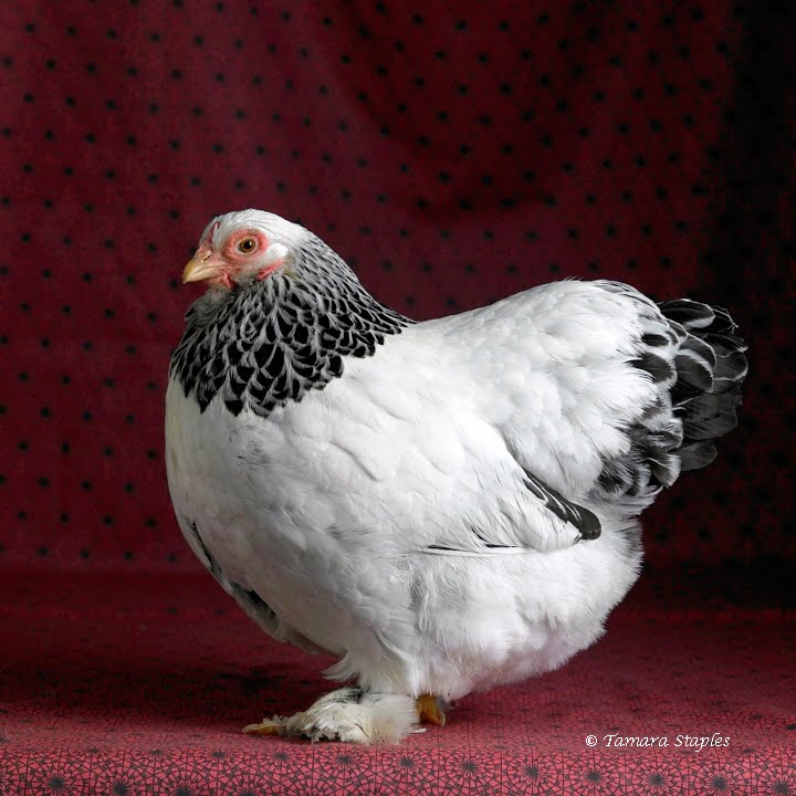 [[Susan+by+TamaraStaples.jpeg]