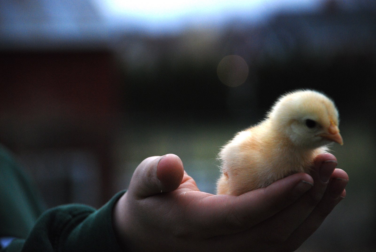 Happy Chickens Lay Healthy Eggs Photos of my Happy Chickens