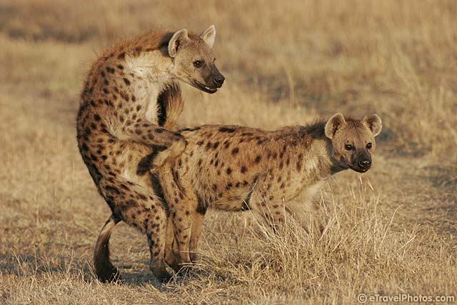 Animals Doing It: Hyenas Do It Too Animals Doing It: Hyenas Do It Too
