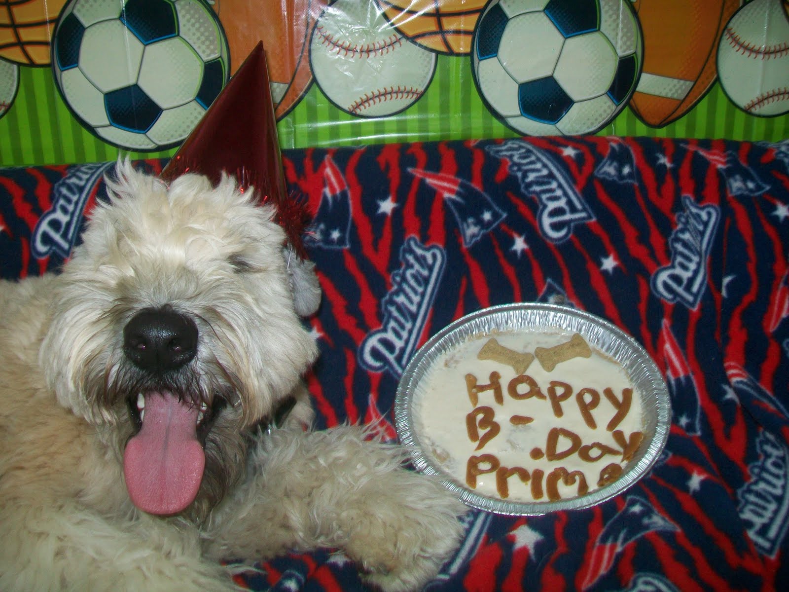 Best Friends Boxford Primo's 1st Birthday