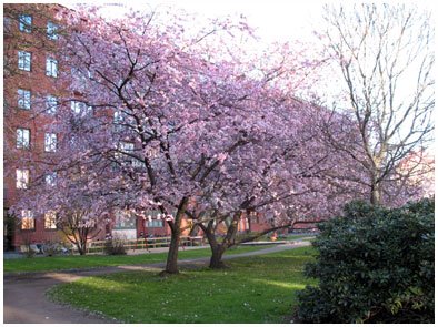 [cherrytree.jpg]