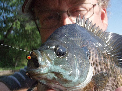 [Image: big+ol+gill.jpg]