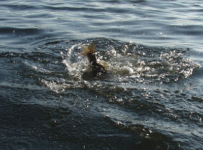 [Image: bass+tale.jpg]