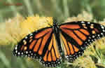 [150px-MonarchButterfly.jpg]