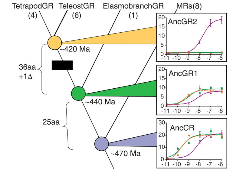 [Ortlund+et+al+Figure+1+crop.jpg]