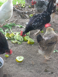 Chickens Enjoying Garden Leftovers