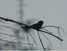 Nightjar, Northumberland Site, June 2009