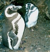 MAGELLAN PENGUINS