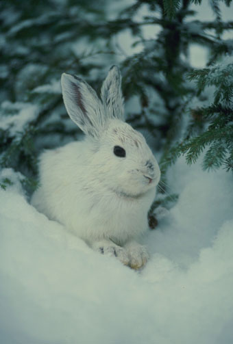 precioso conejo blanco