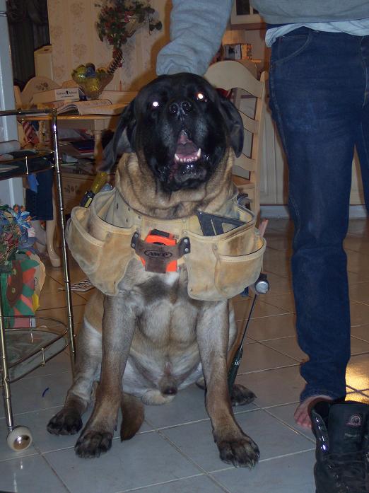 dog with tool belt
