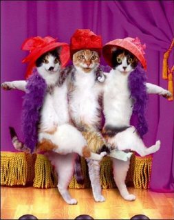 [gato.jpeg]