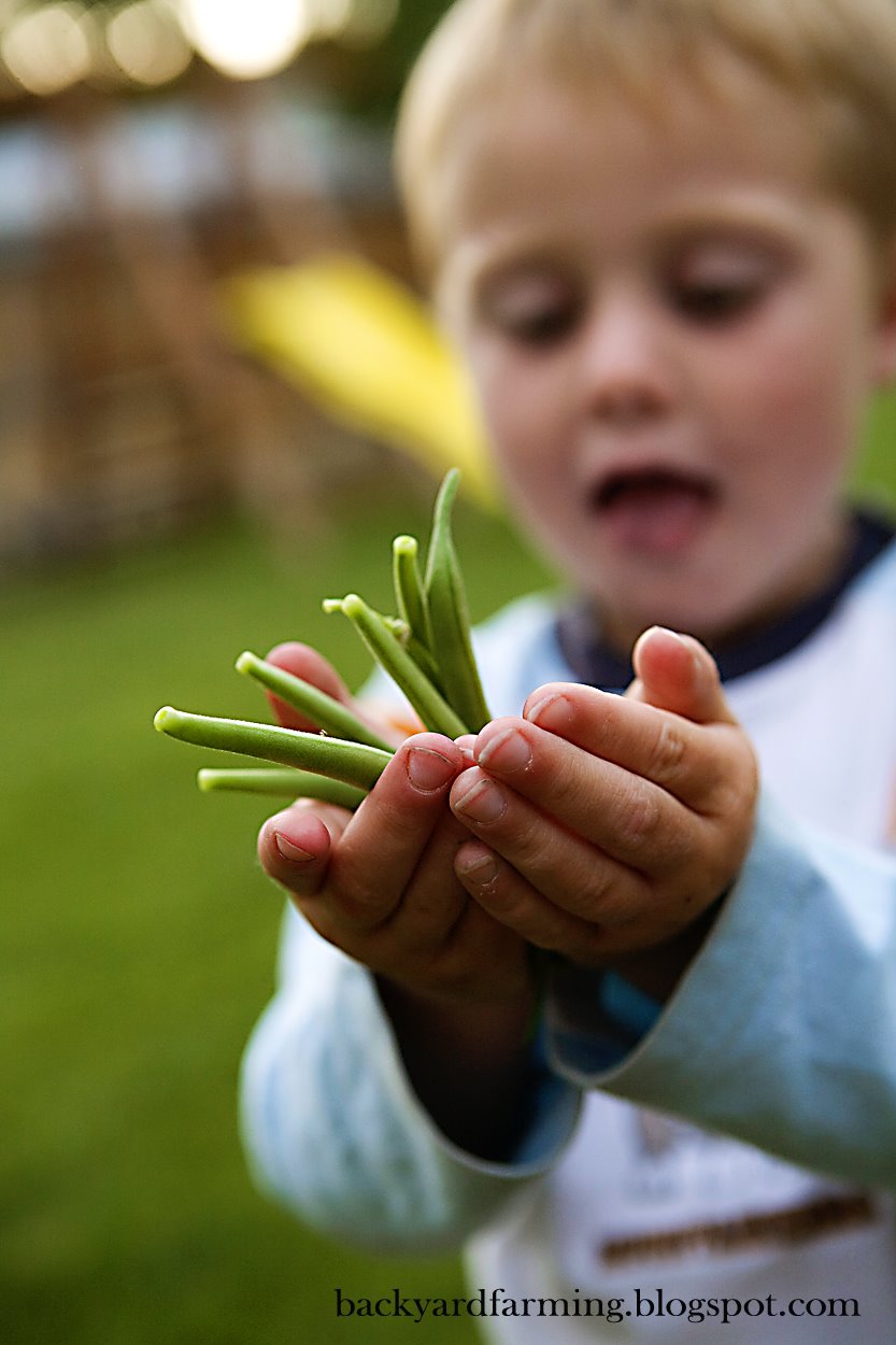 [green+beans+backyard+farming.jpg]