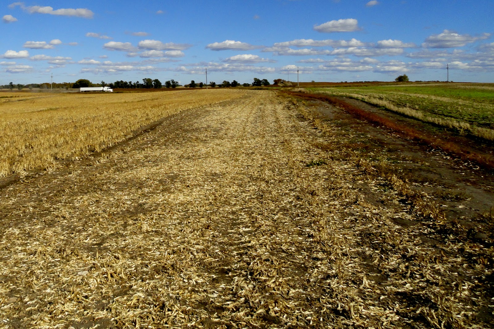 Griggs Dakota Pinto Bean Harvest 2010