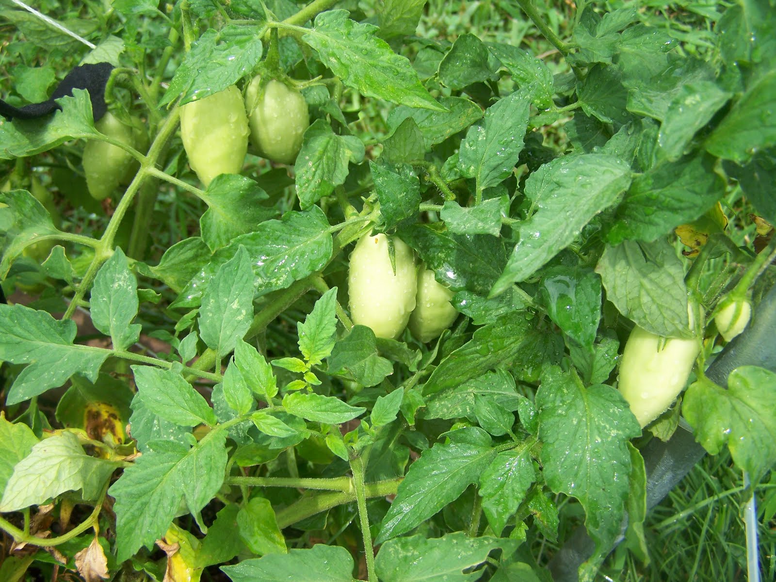 A Day of Wonders Update on Square Foot Garden! A Day of Wonders Update on Square Foot Garden!