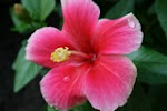 Pink flower