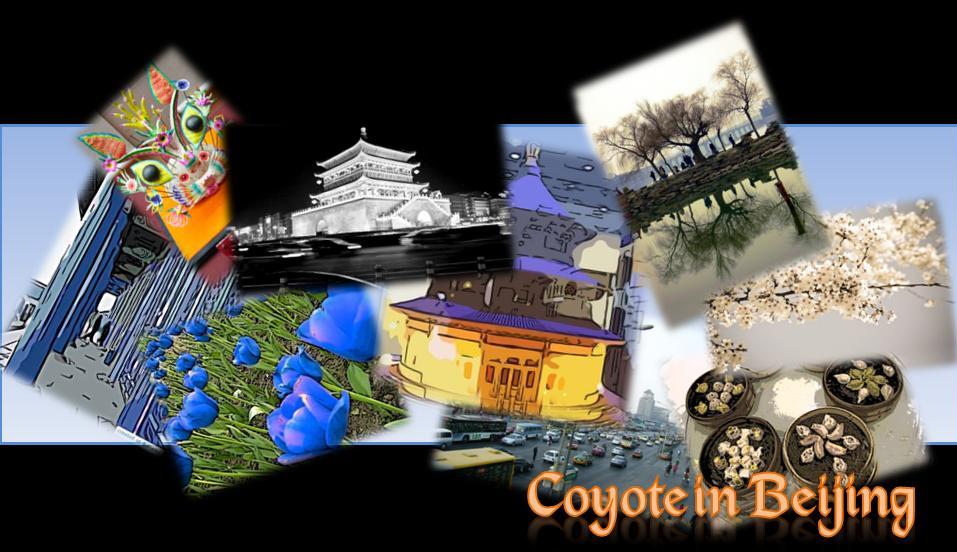 Coyote in Beijing