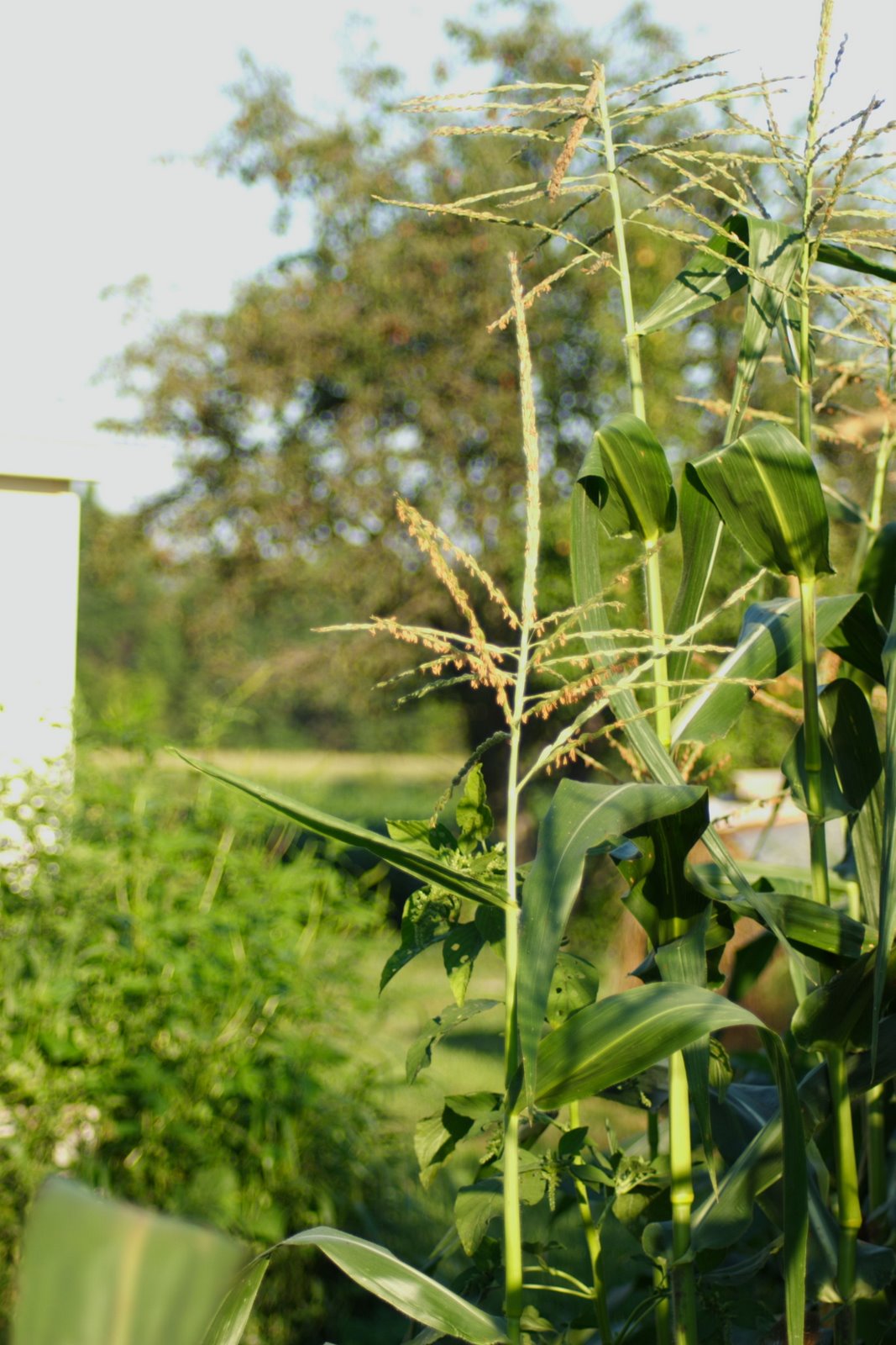 [CornInGarden.JPG]