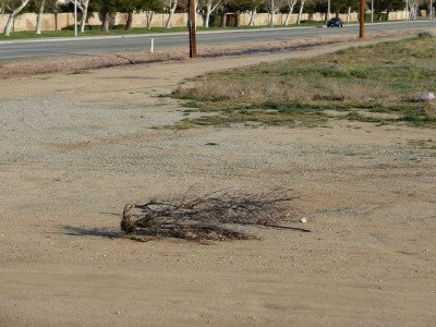 [03212009deadtree.jpg]