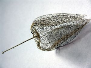 [829336_fragile_skeleton_of_a_plant_2.jpg]