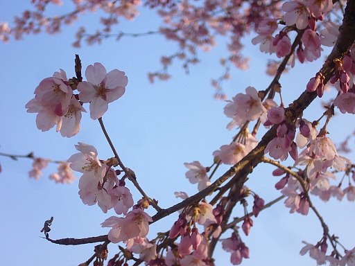 N町公園の桜