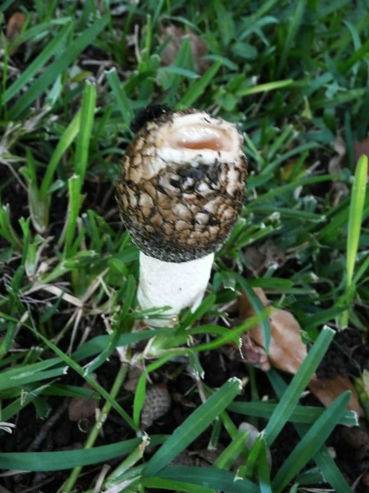 [Toadstool_top.jpg]