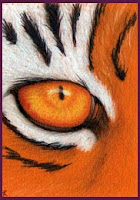 tiger's eye in coloured pencil copyright Jennifer Rose Phillip