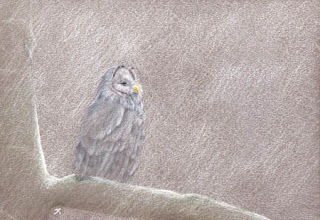 Ural Owl By Jennifer Phillip
