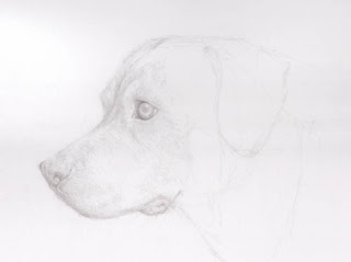 Rottweiler Sketch by Jennifer Phillip