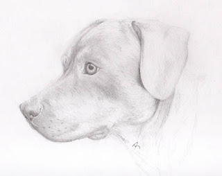 Rottweiler Sketch by Jennifer Phillip