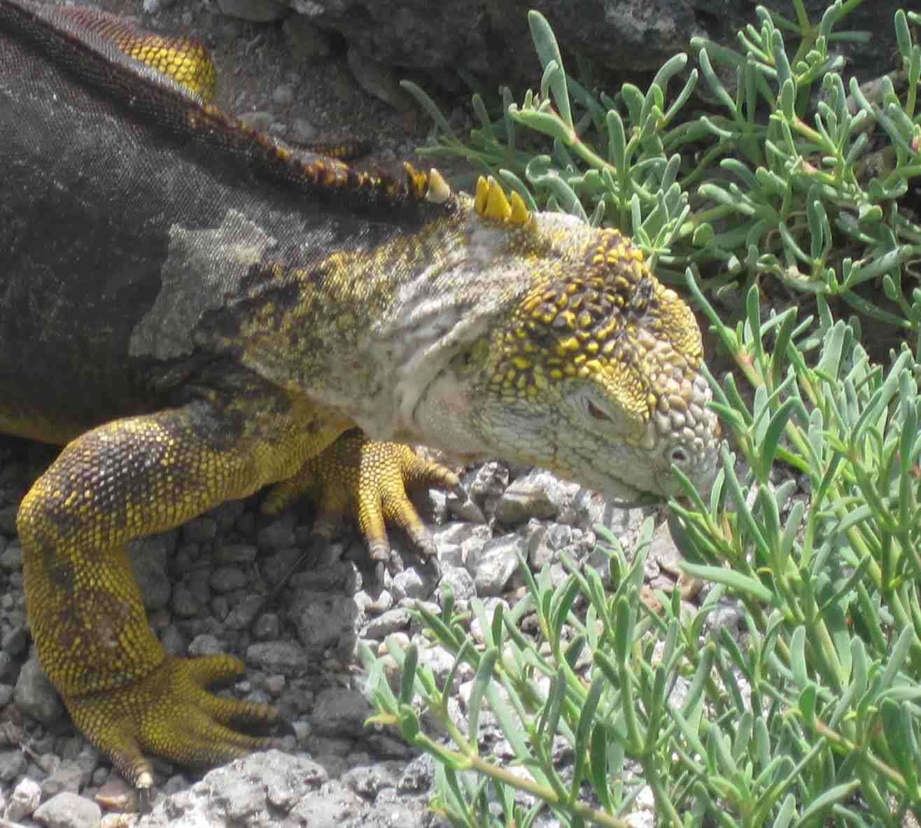 Mae's Food Blog Iguana eating beach plants