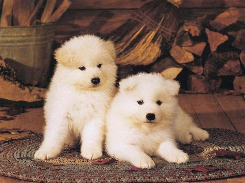 Cachorros+fofos