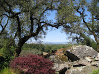 Japanese garden at Arista Winery in Russian River