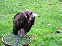 Vulture at Leeds Castle in Kent