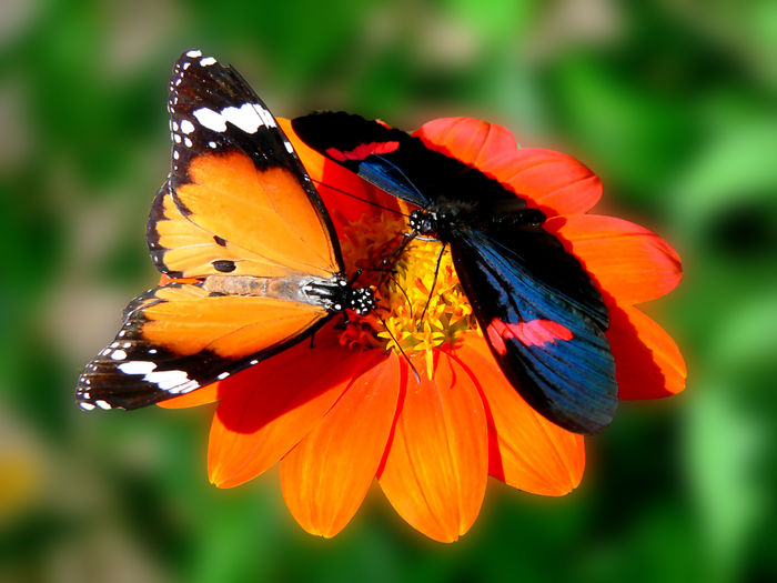 [Butterfly-Butterfly-Rainforest-Gainesville-Florida001.JPG]